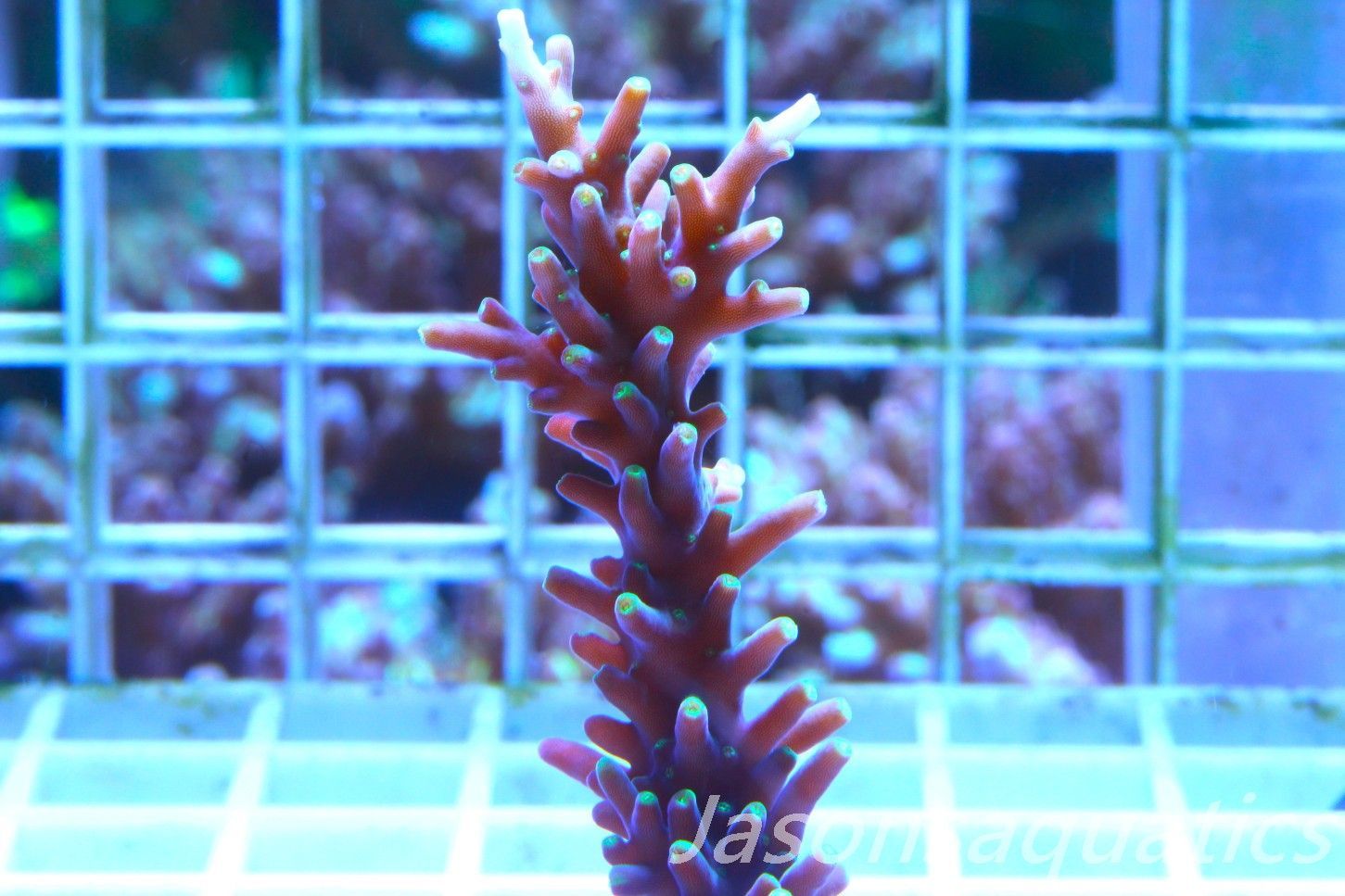 Acropora Carduus, Hurlock Acro Frag A