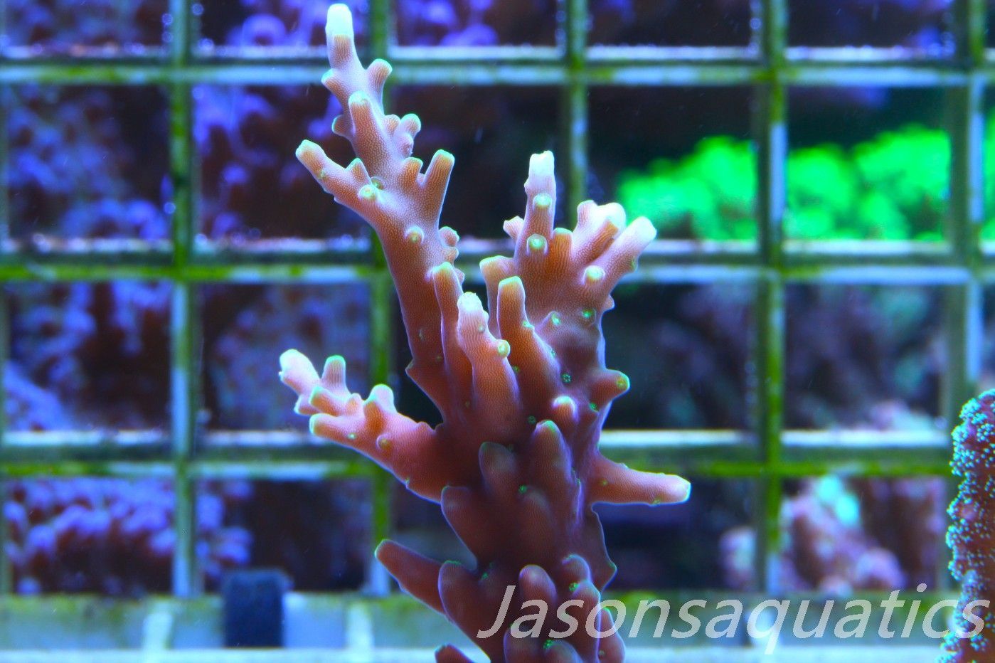 Acropora Carduus, Hurlock Acro Frag A