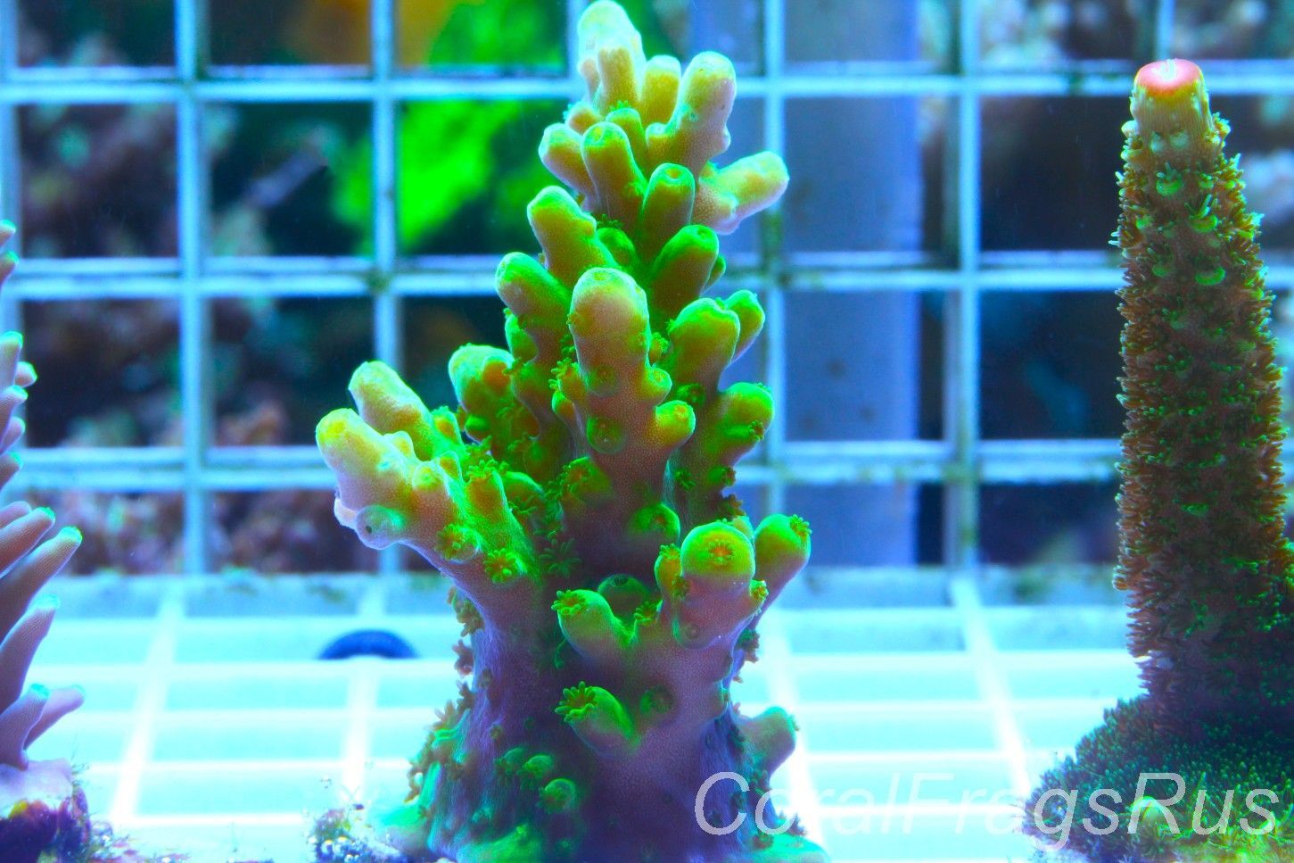 Acropora, Dayglow Green Yellow Tip