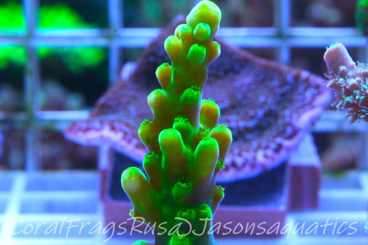 Acropora, Dayglow Green Yellow Tip Frag A