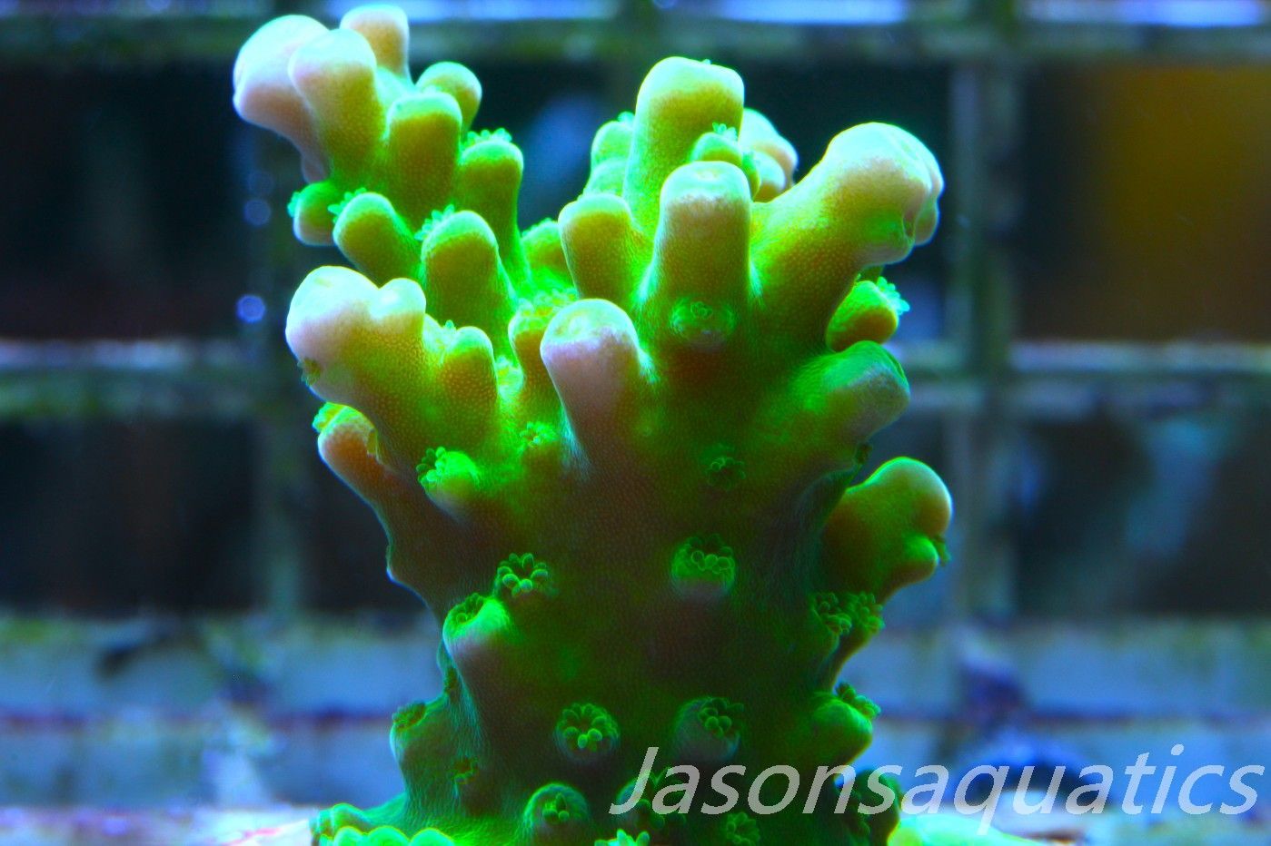 Acropora, Dayglow Green Yellow Tip Frag A