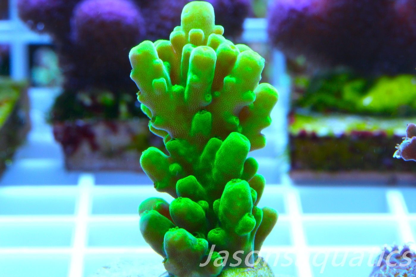 Acropora,JA Sunbeam,Acropora Austera,Dayglow Green Yellow Tip Frag A