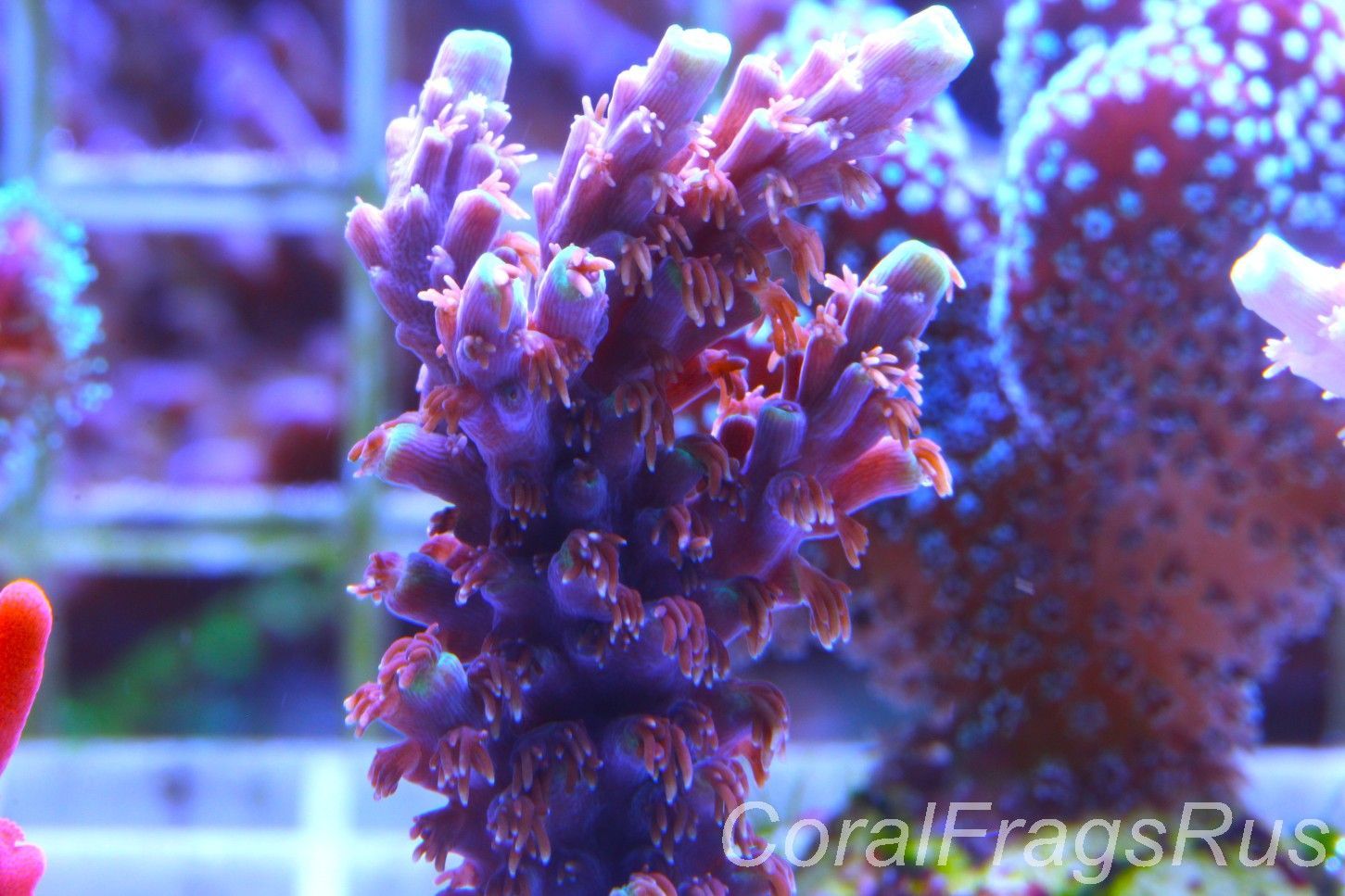 Acropora Horrida,Blue tips dayglow Green rim Acropora Horrida,Blue tips dayglow Green rim