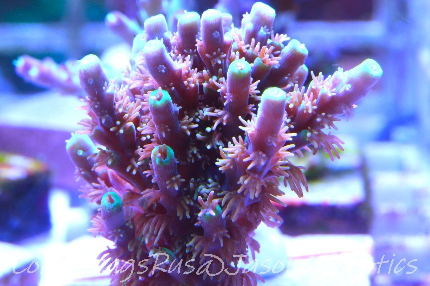Acropora Horrida, Blue Tips Dayglow Green Rim Frag A