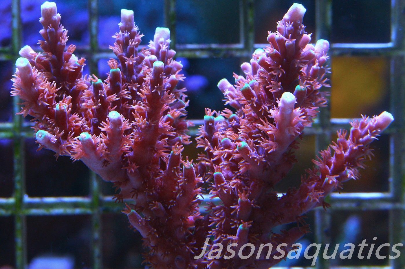 Acropora Horrida, Blue Tips Dayglow Green Rim,Micro Colony, Frag A Acropora Horrida, Blue Tips Dayglow Green Rim,Micro Colony, Frag A