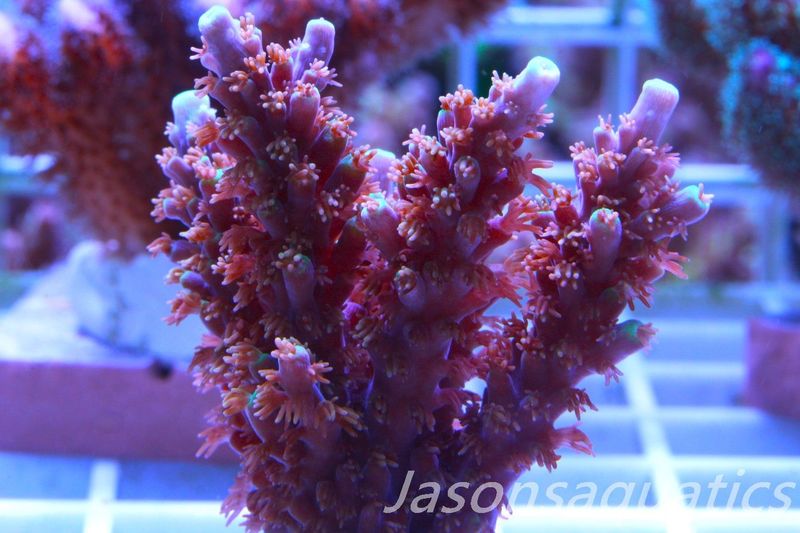 Acropora Horrida, Blue Tips Dayglow Green Rim,Micro Colony, Frag A