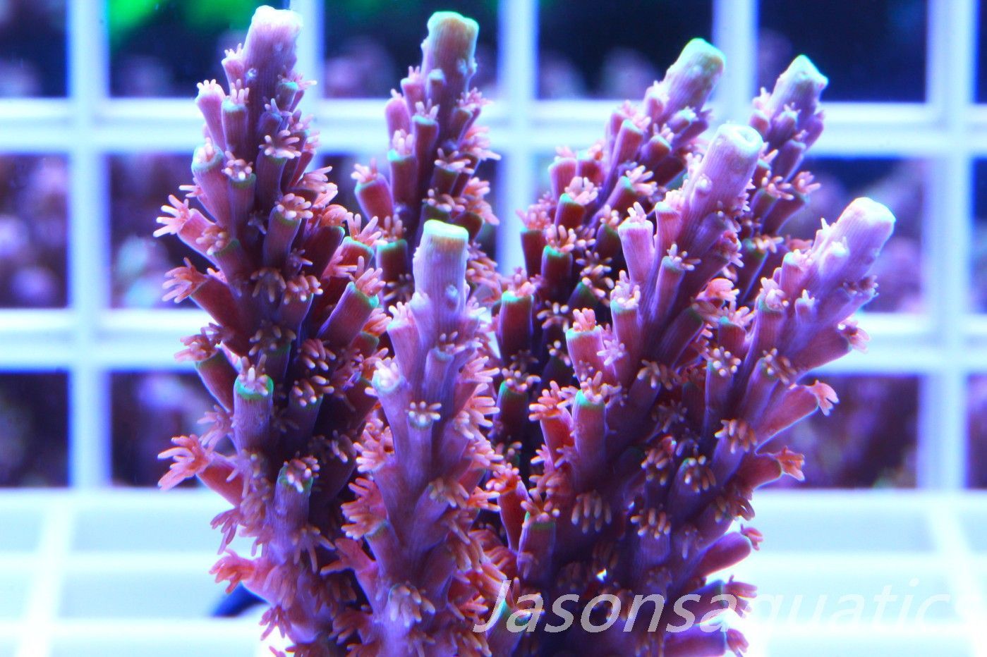 Acropora Horrida, Blue Tips Dayglow Green Rim,Micro Colony, Frag A