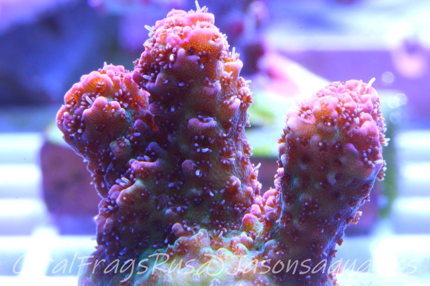 Acropora Hyacinthus, Rainbow Frag A