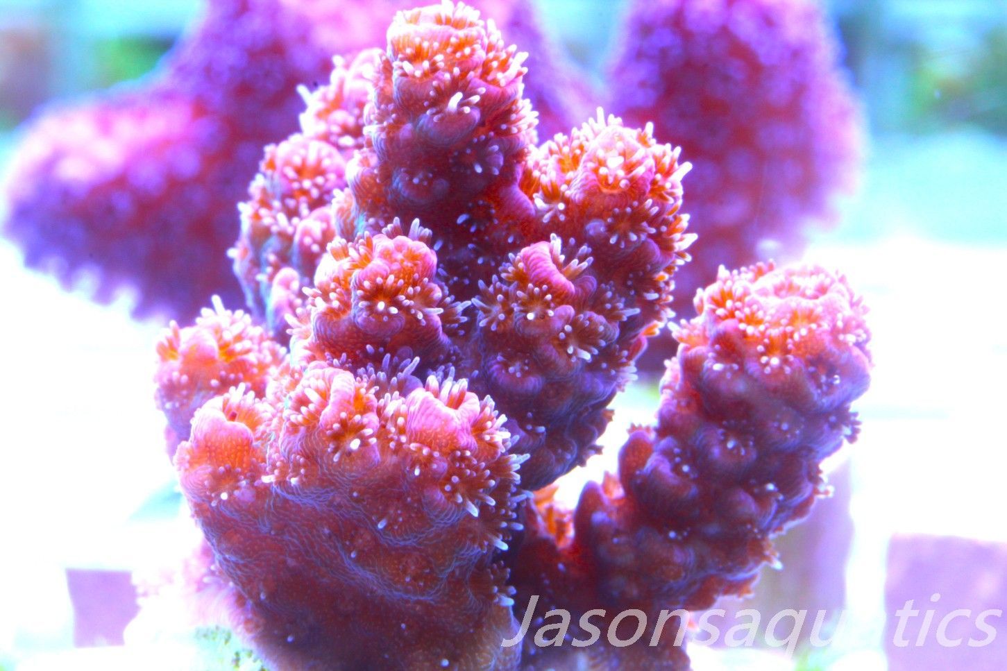 Acropora Hyacinthus, Rainbow Frag A