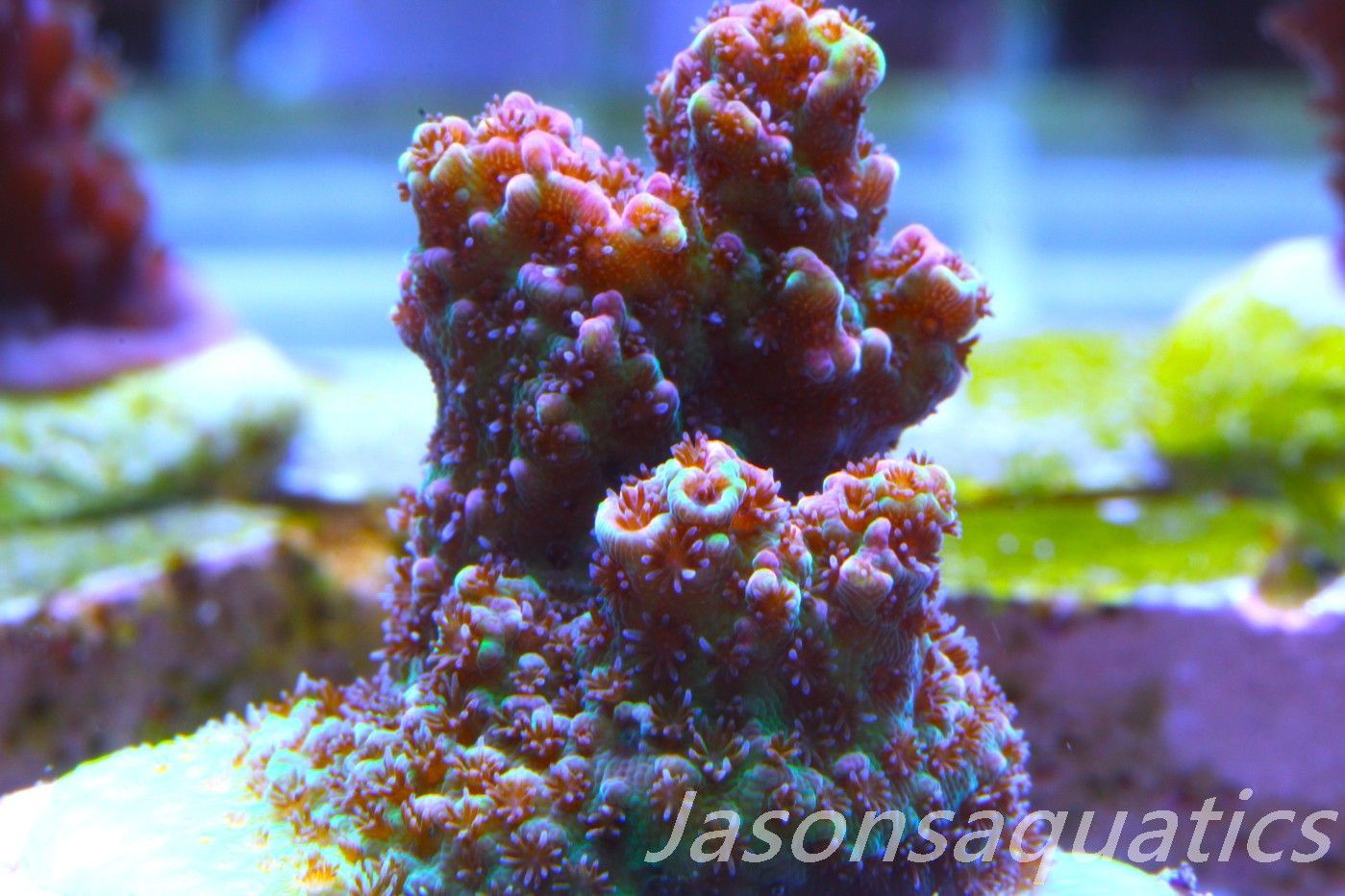 Acropora Hyacinthus, Rainbow Frag A
