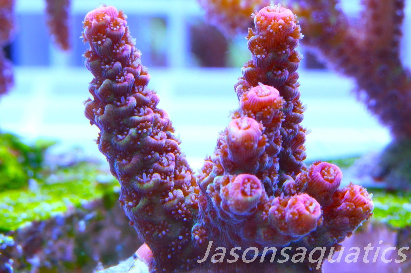 Acropora Hyacinthus, Rainbow Frag A