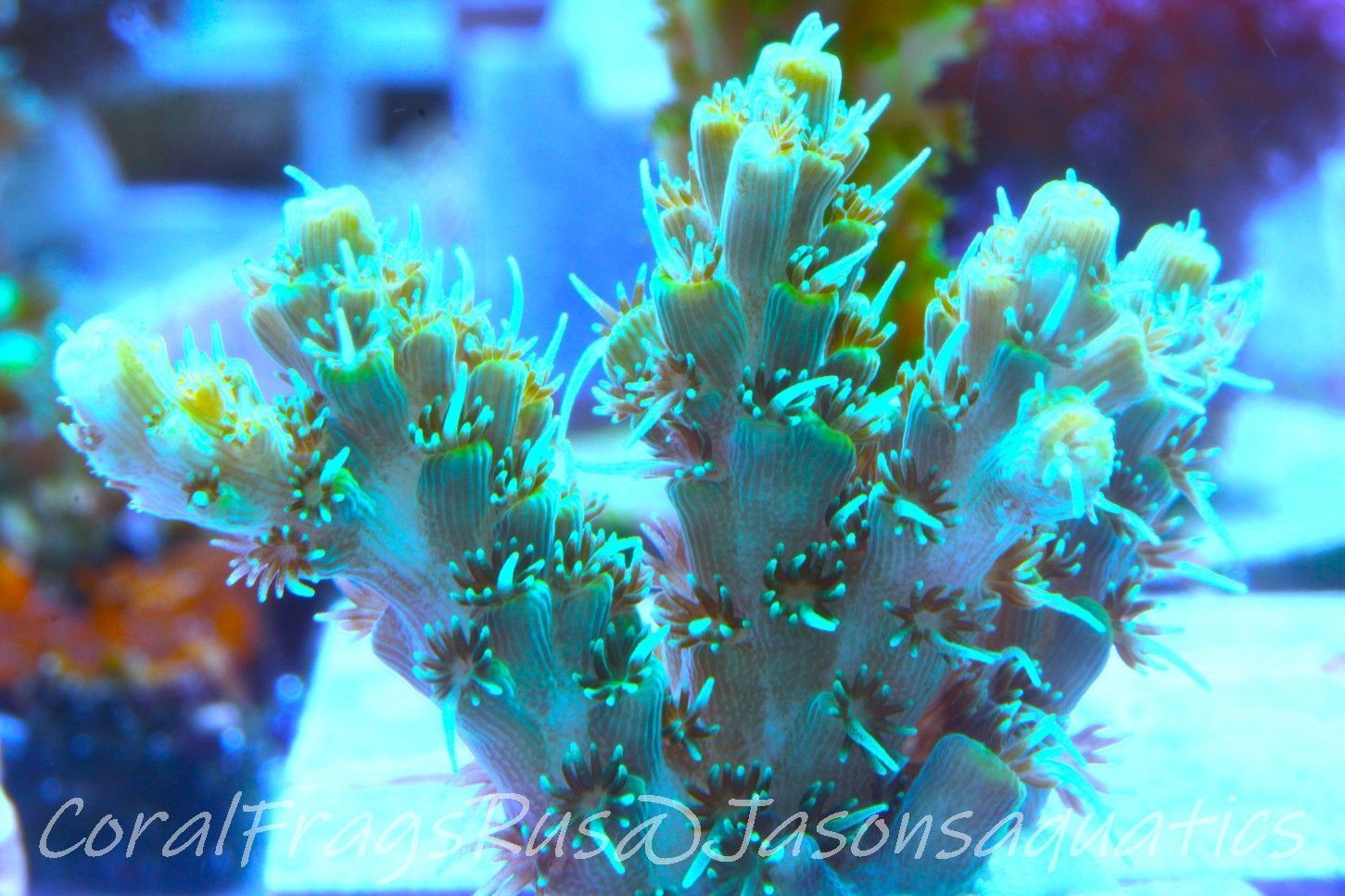 Acropora Microclados Morph Frag A