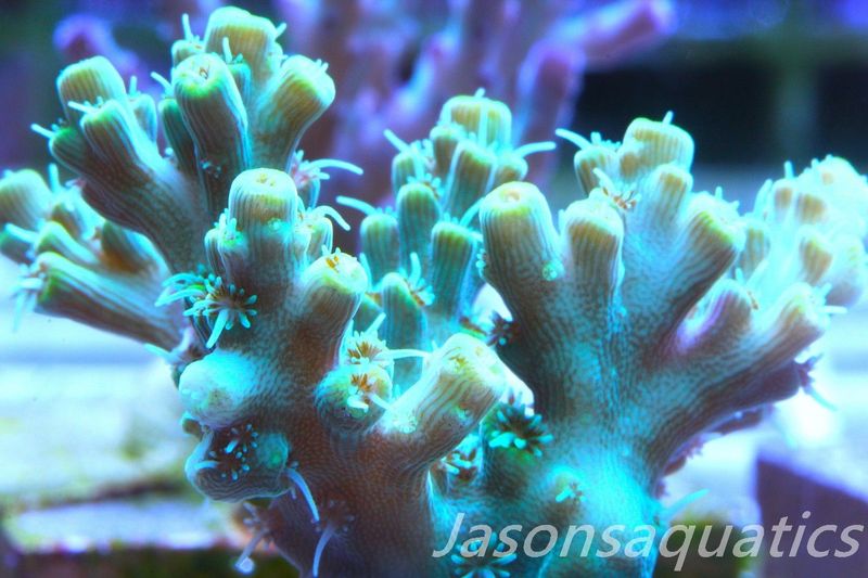 Acropora Microclados Morph Frag A