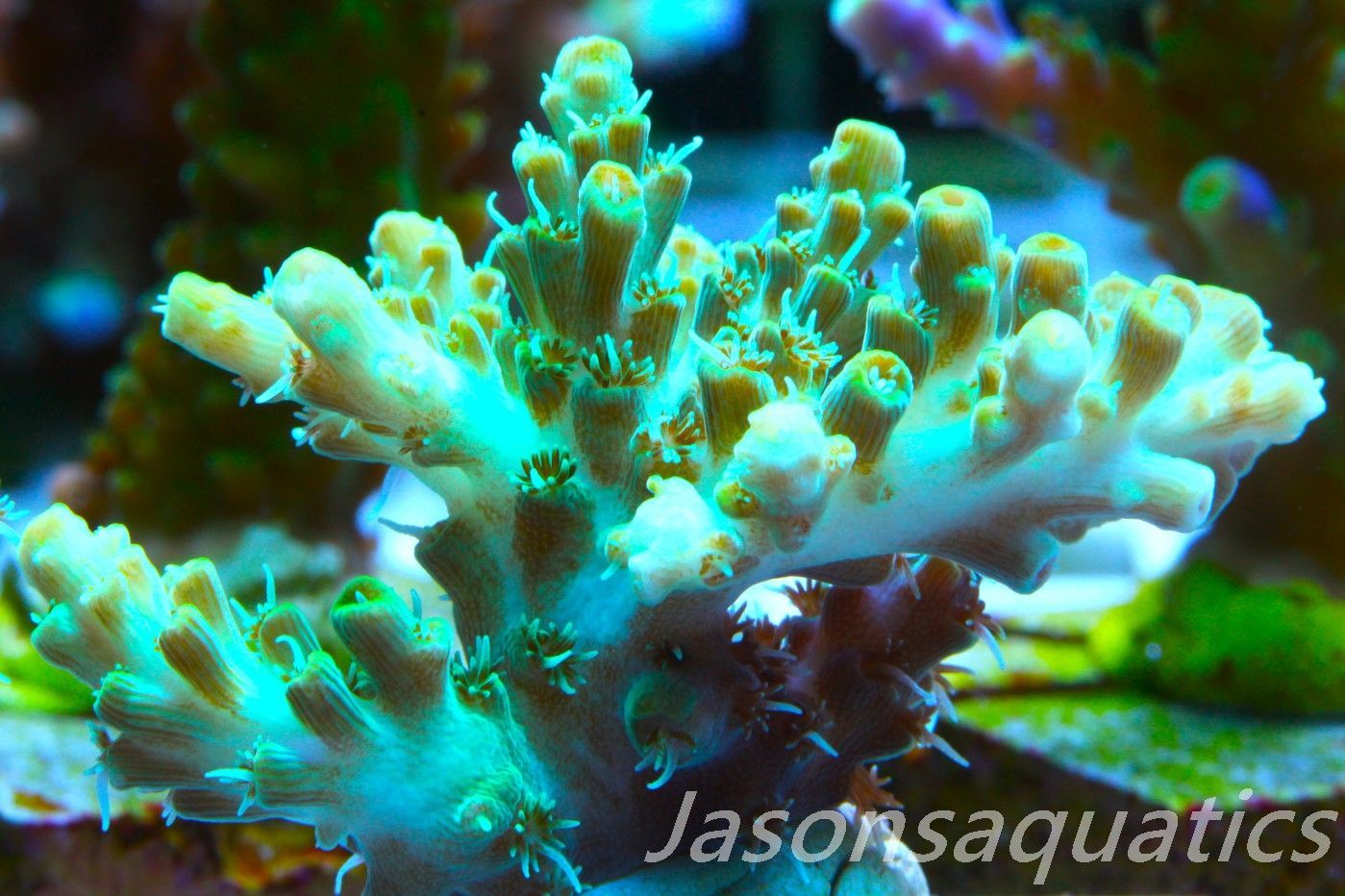 Acropora Microclados Morph Frag A Acropora Microclados Morph Frag A
