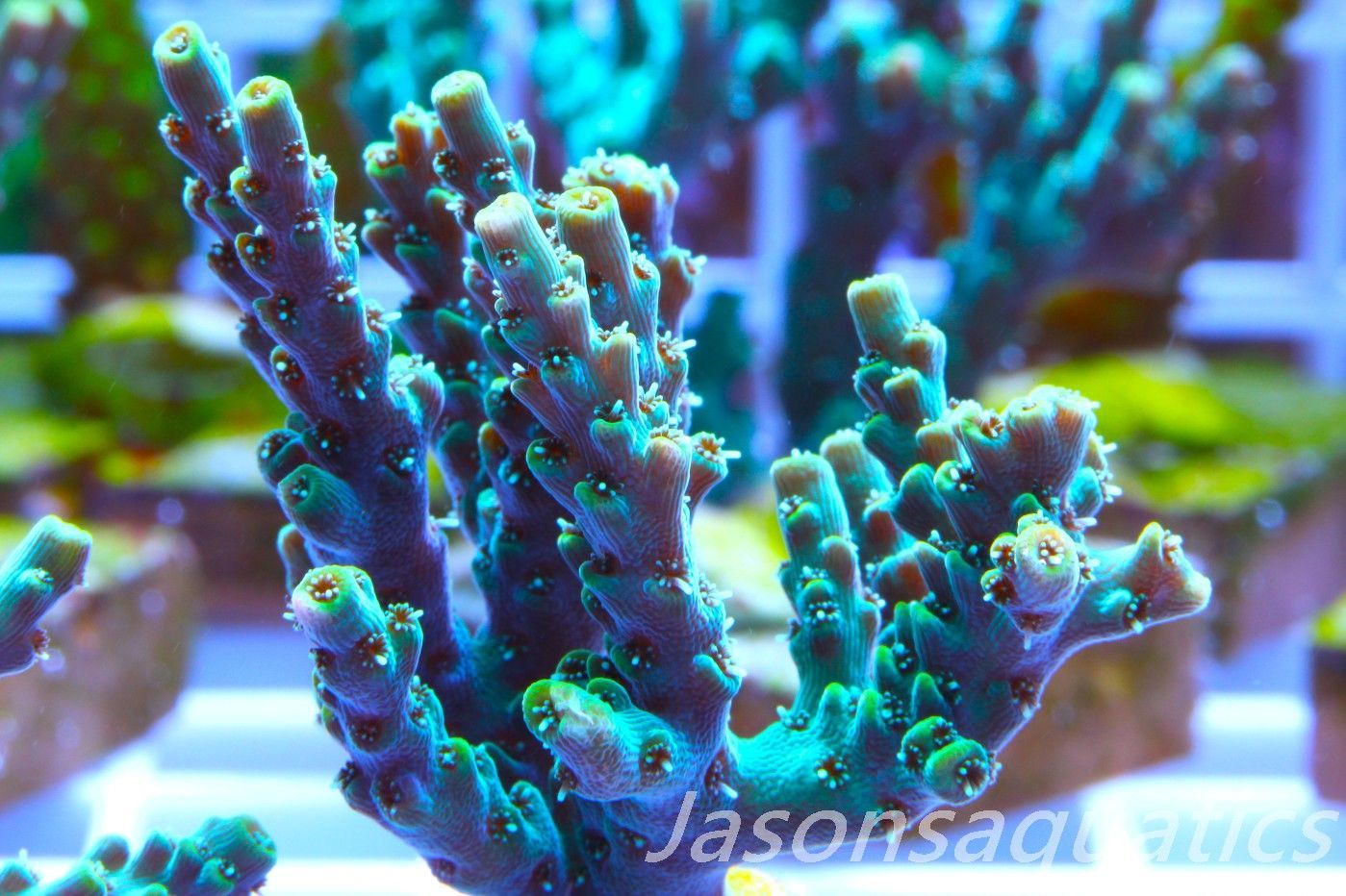 Acropora Microclados Morph Frag A Acropora Microclados Morph Frag A