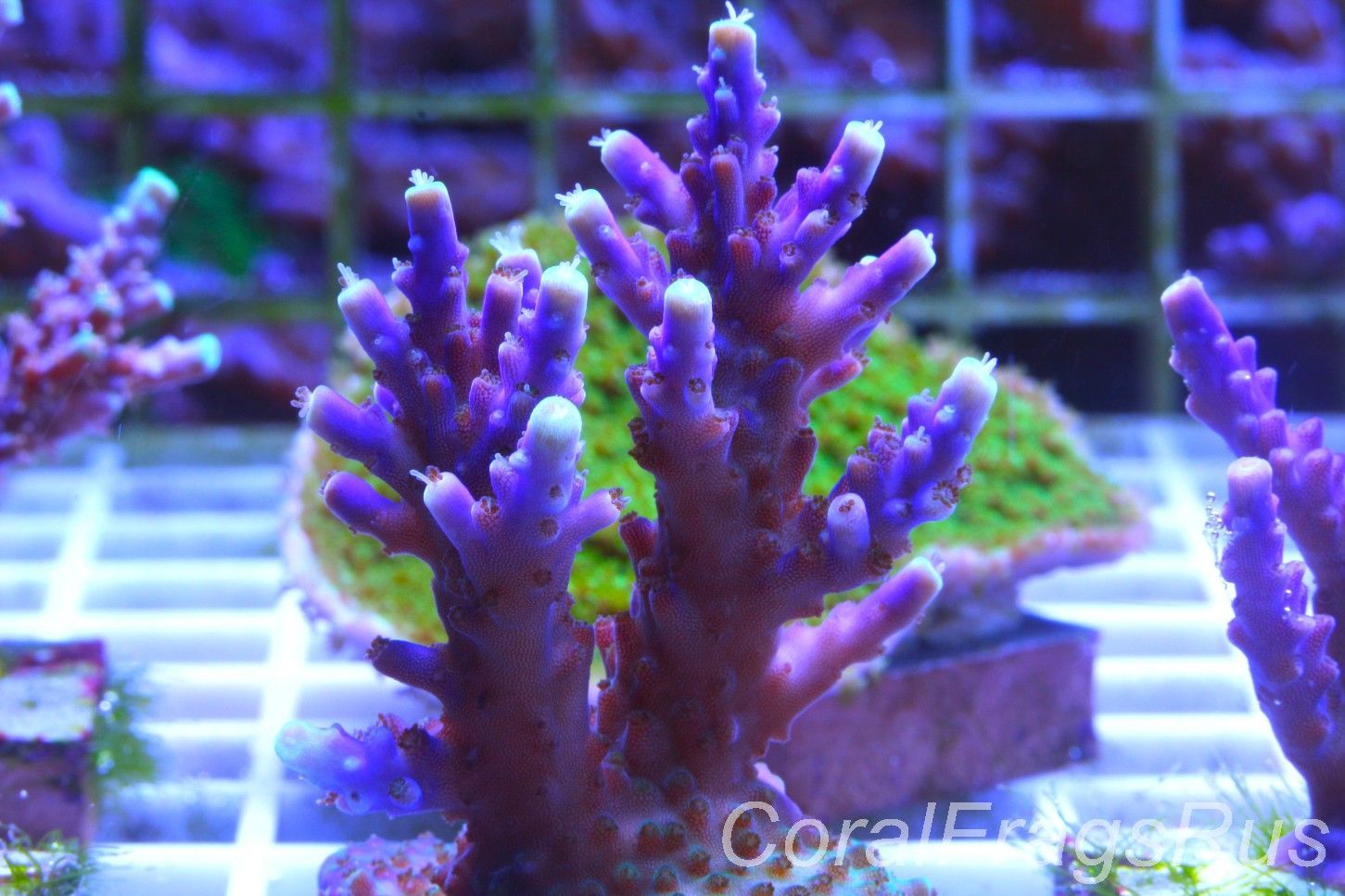 Acropora Nana,Deep purple acro