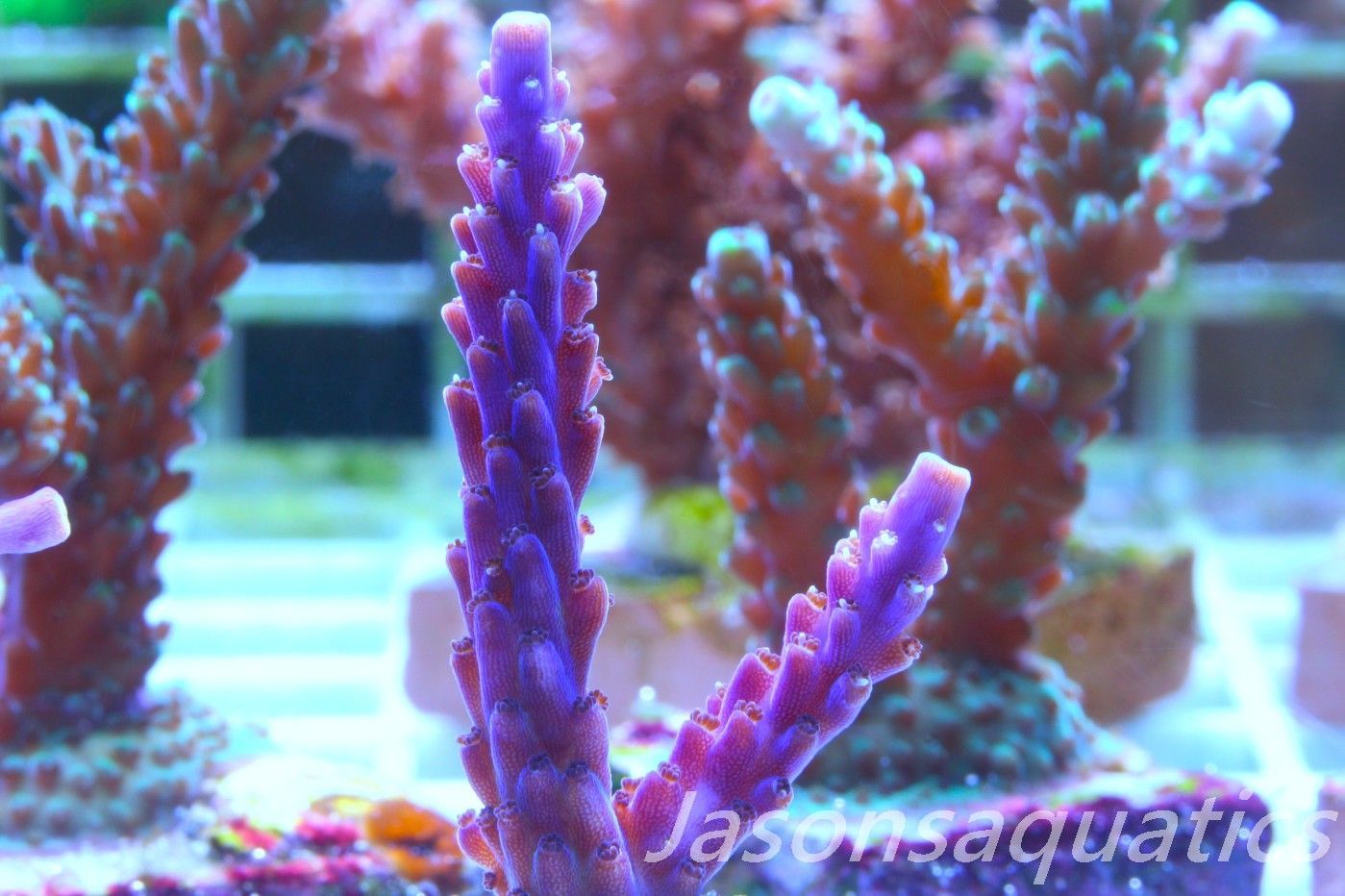 Acropora Nana, Deep Purple Acro Frag A