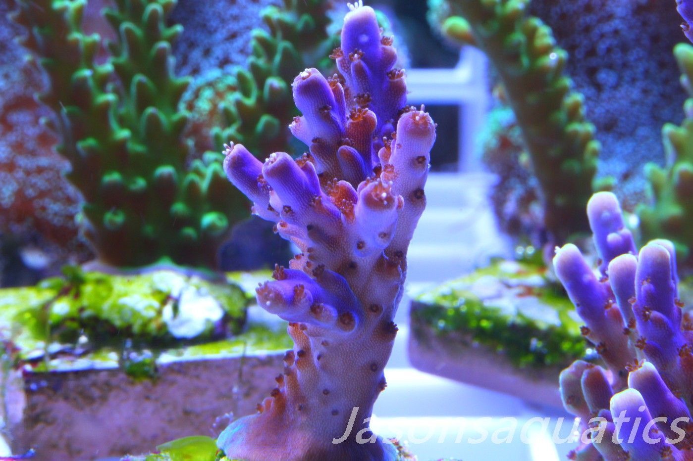 Acropora Nana, Deep Purple Acro Frag A
