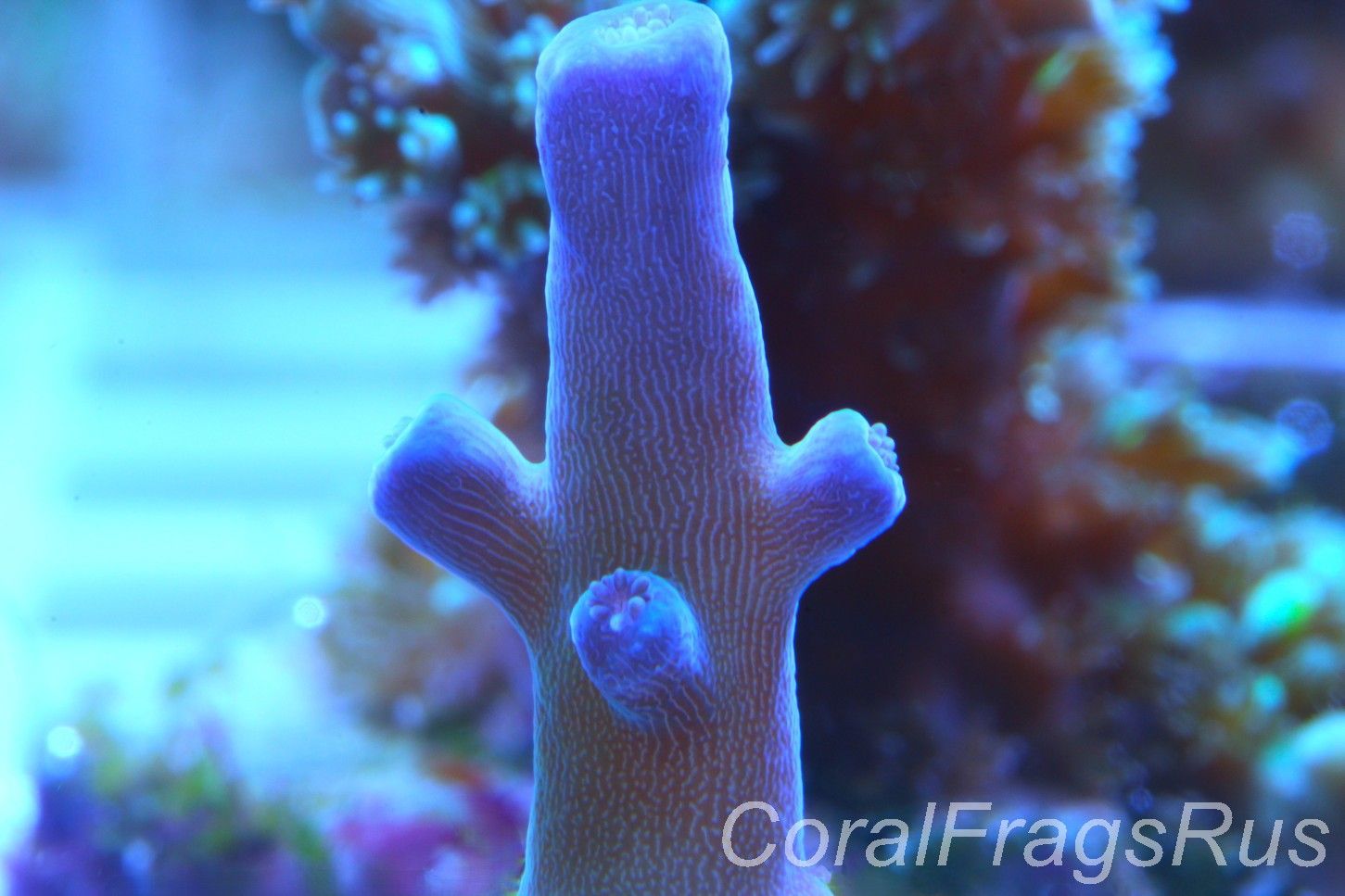 Acropora Oregon Tort