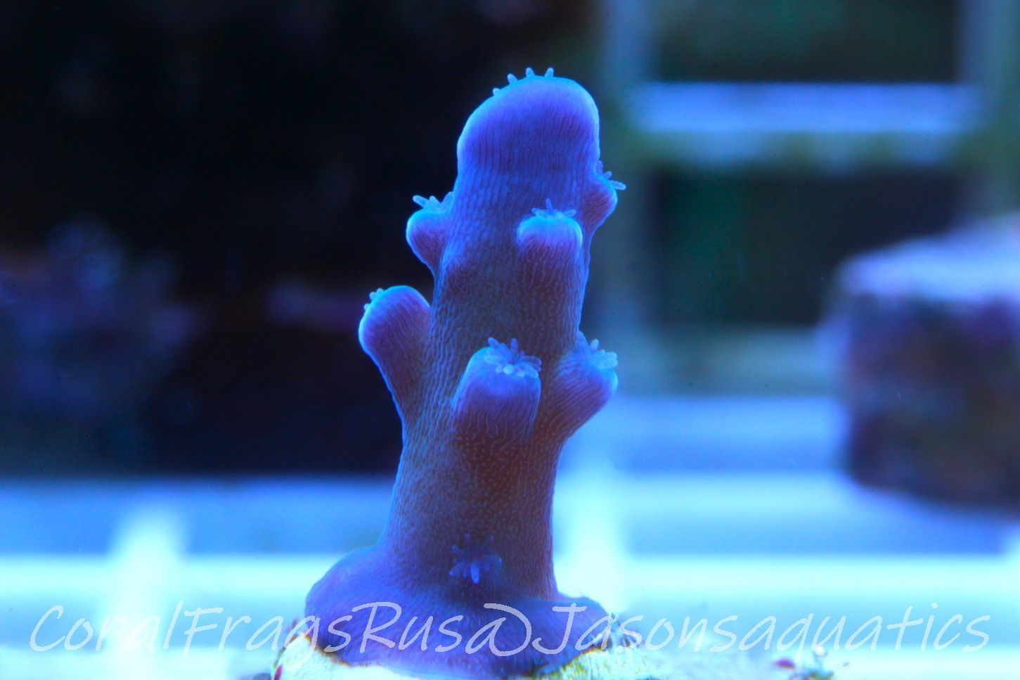 Acropora Oregon Tort Frag A