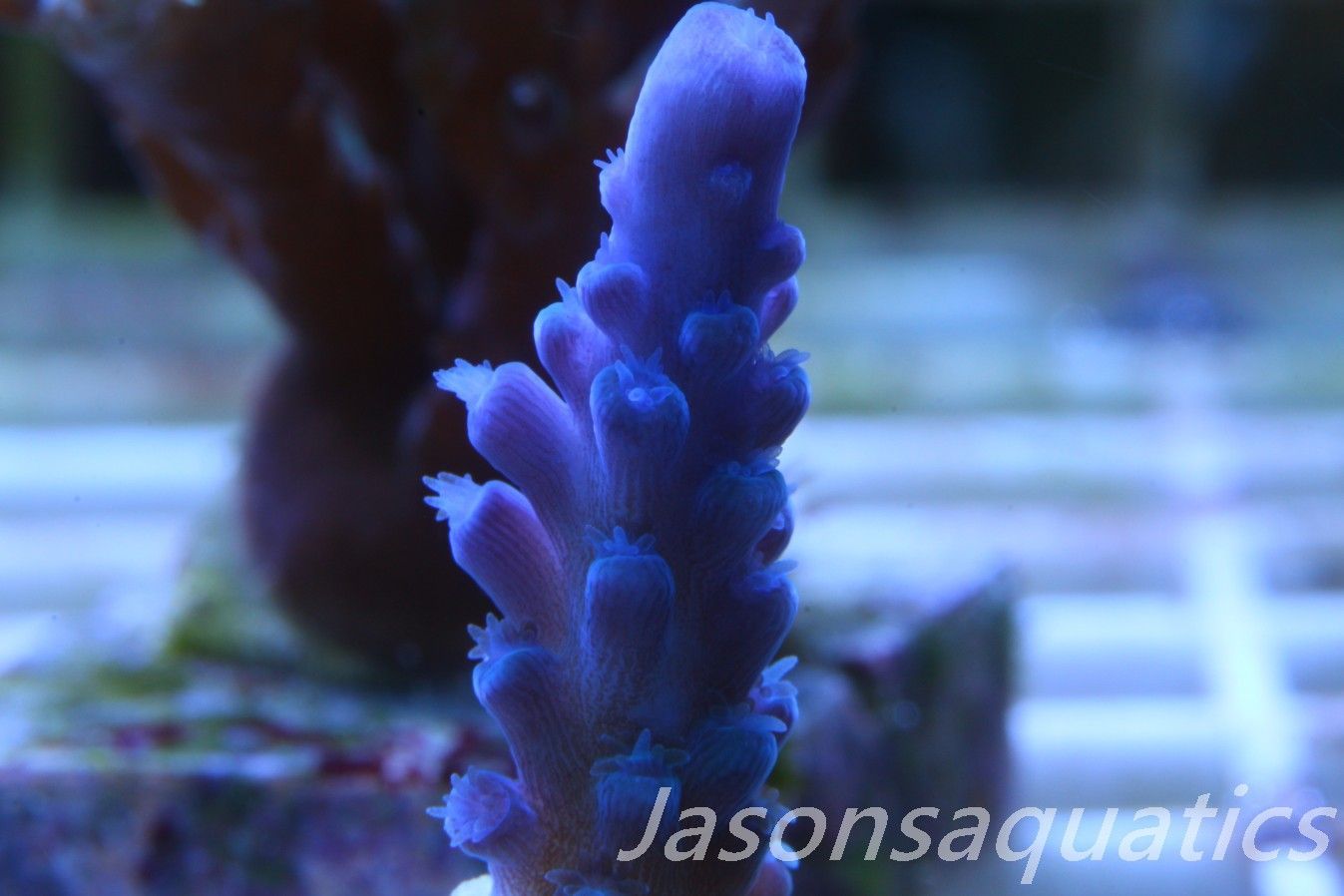 Acropora Oregon Tort Frag A