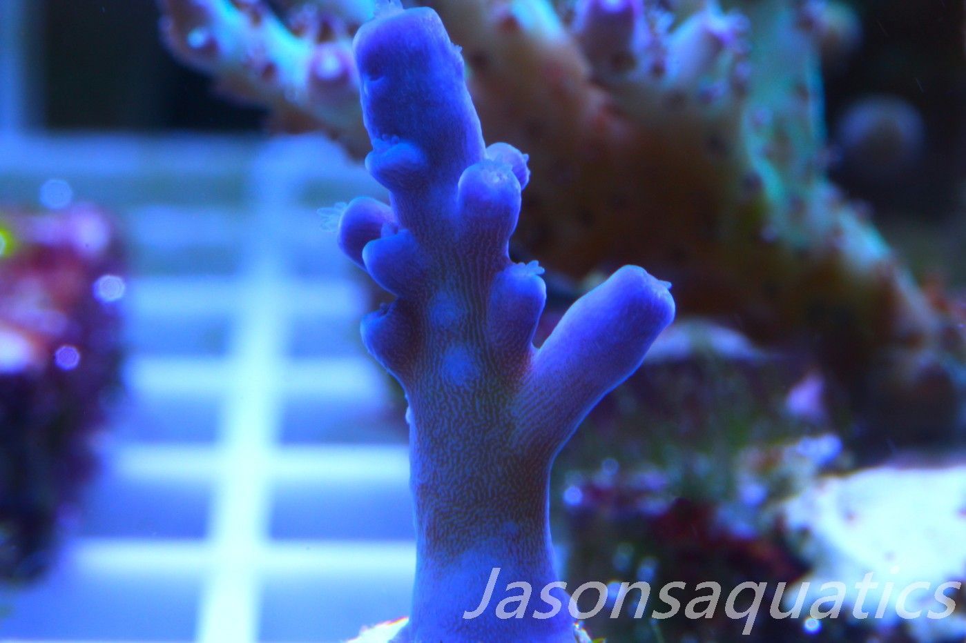 Acropora Oregon Tort Frag A Acropora Oregon Tort Frag A