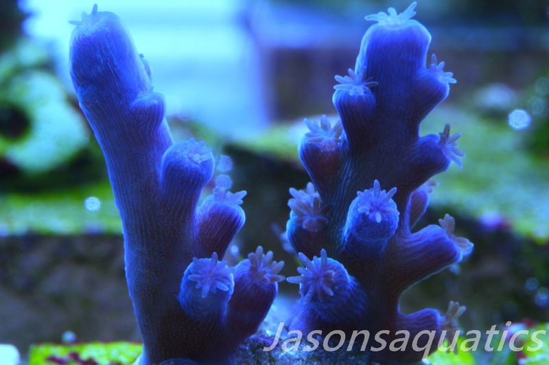 Acropora Oregon Tort Frag A