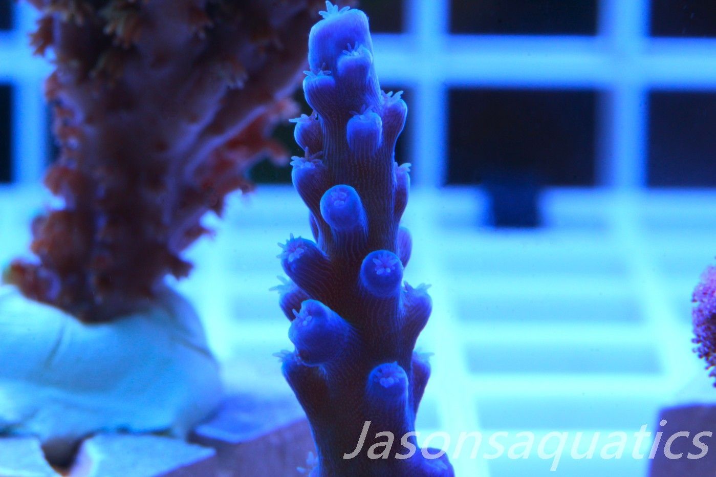 Acropora Oregon Tort Frag A Acropora Oregon Tort Frag A
