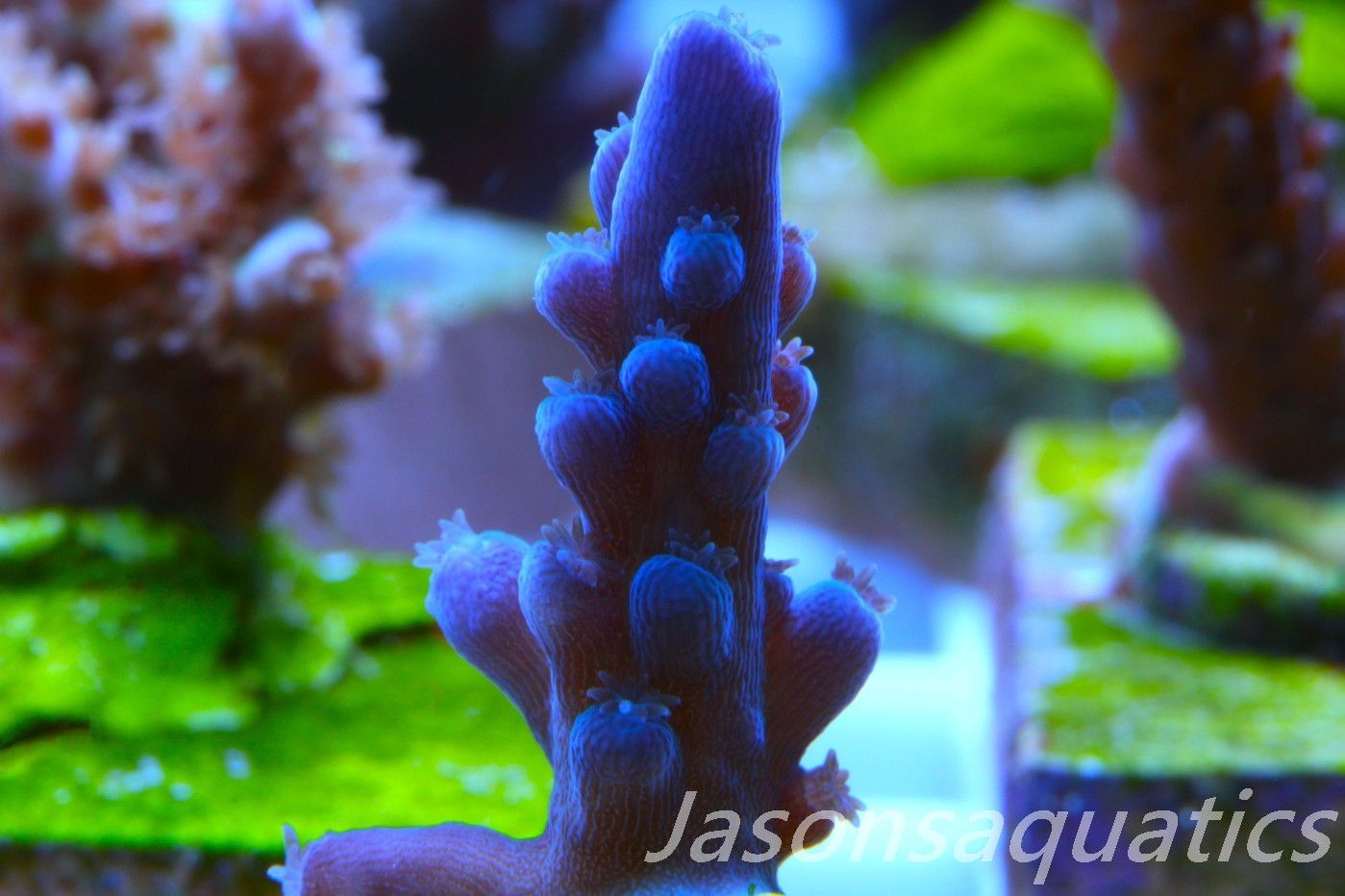 Acropora Oregon Tort Frag A Acropora Oregon Tort Frag A