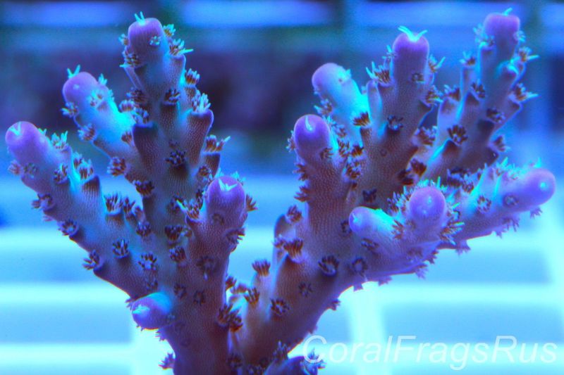 Acropora Pearlberry