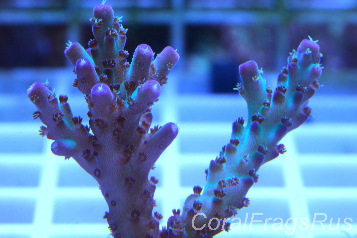 Acropora Pearlberry Frag A