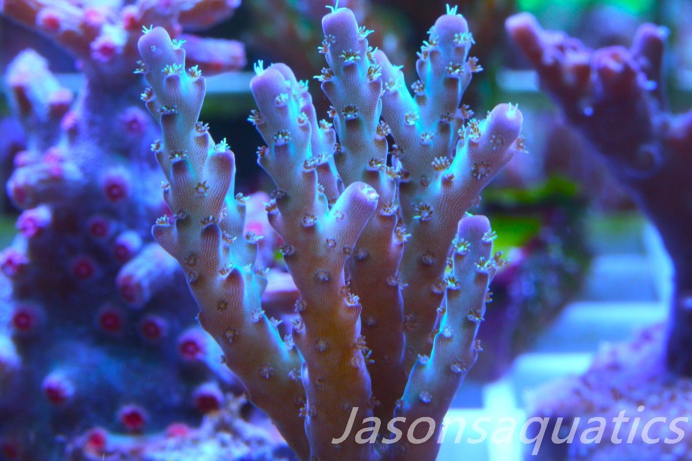 Acropora Pearlberry Frag A