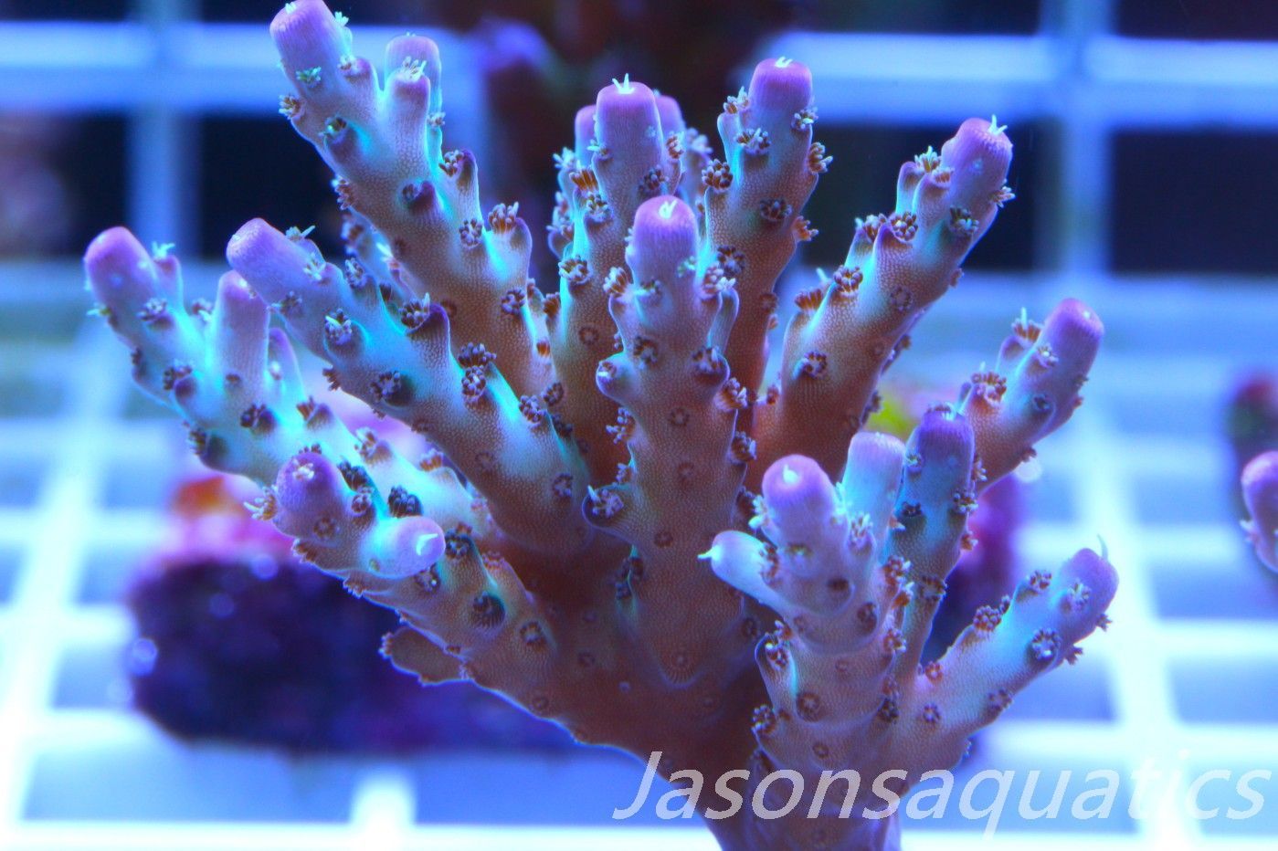 Acropora Pearlberry Frag A