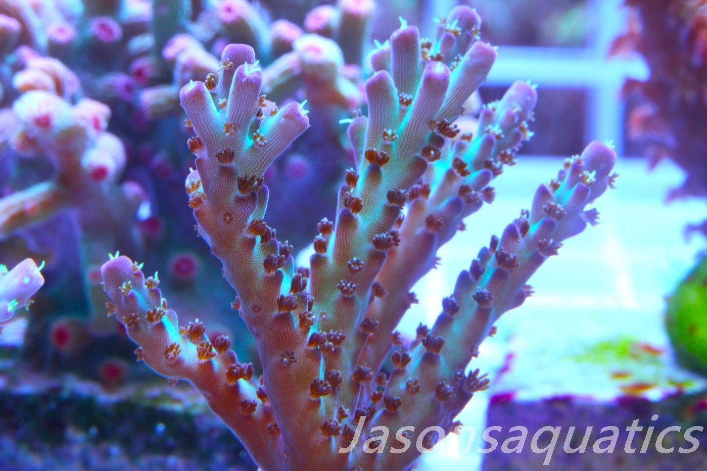 Acropora Pearlberry,Good size Frag, Frag A
