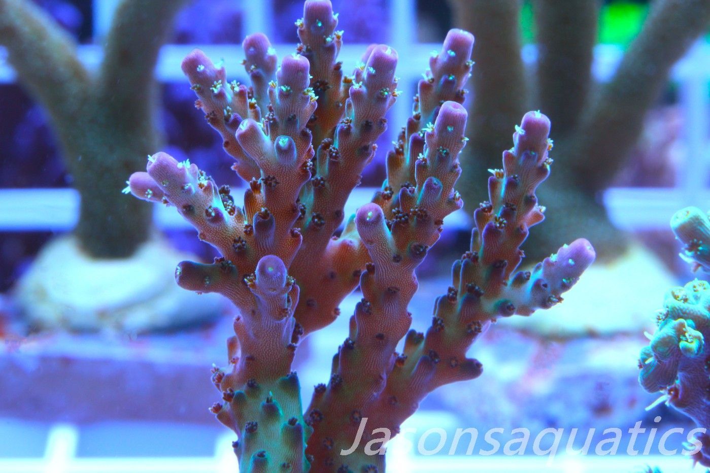 Acropora Pearlberry,Good size Frag, Frag A