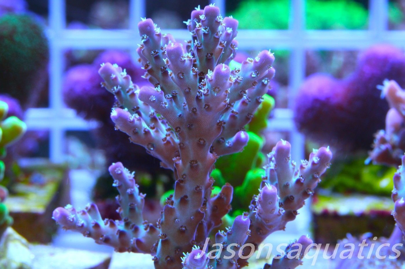 Acropora Pearlberry,Good size Frag, Frag A Acropora Pearlberry,Good size Frag, Frag A