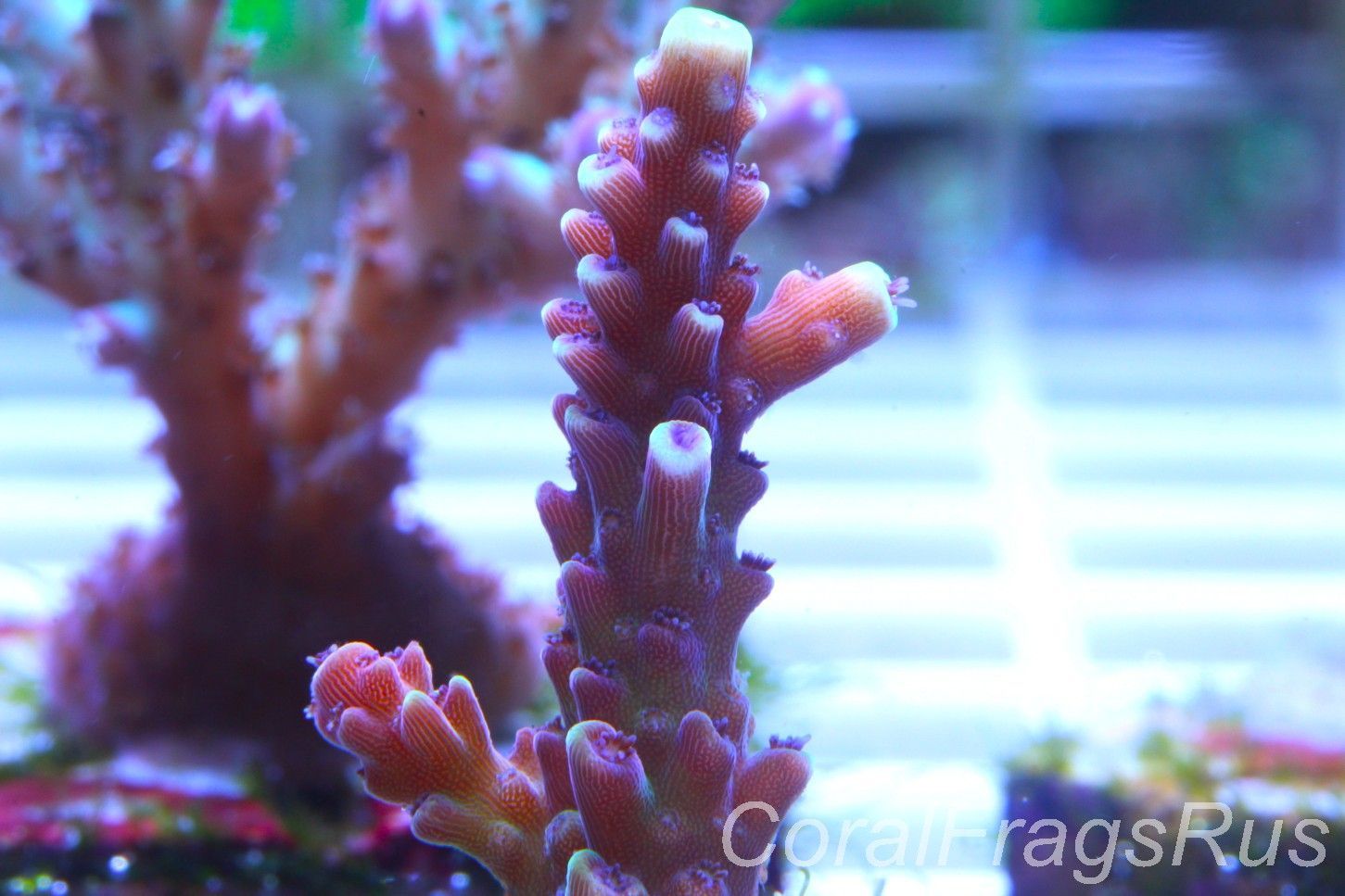 Acropora Pink Cadillac Acropora Pink Cadillac