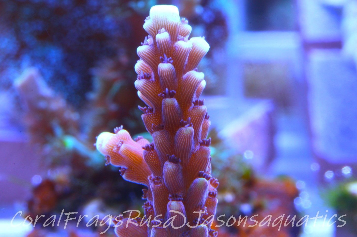 Acropora Pink Cadillac Frag A Acropora Pink Cadillac Frag A