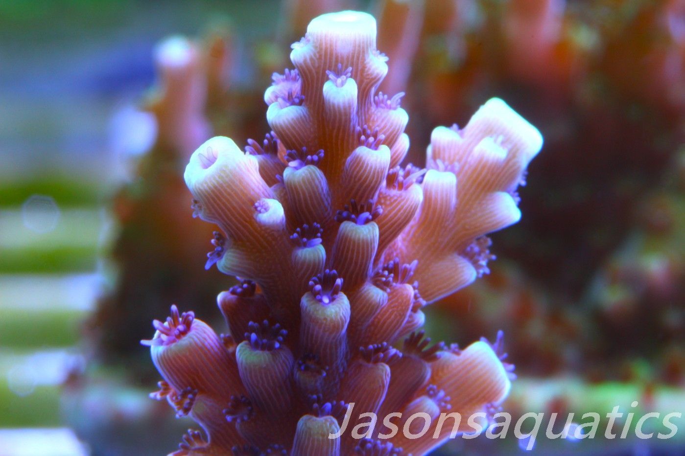 Acropora Pink Cadillac Frag A Acropora Pink Cadillac Frag A