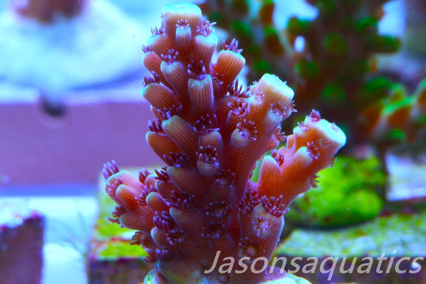 Acropora Pink Cadillac Frag A Acropora Pink Cadillac Frag A