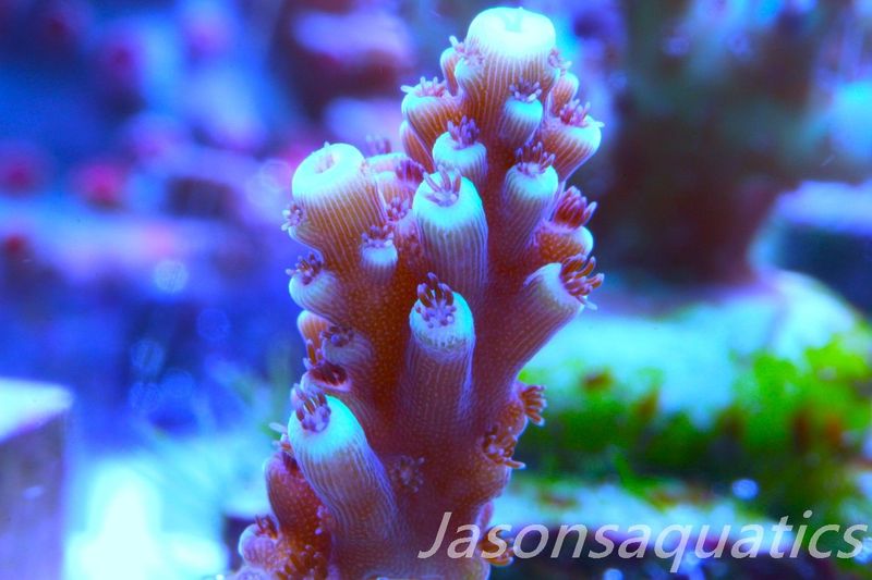 Acropora Pink Cadillac Frag A