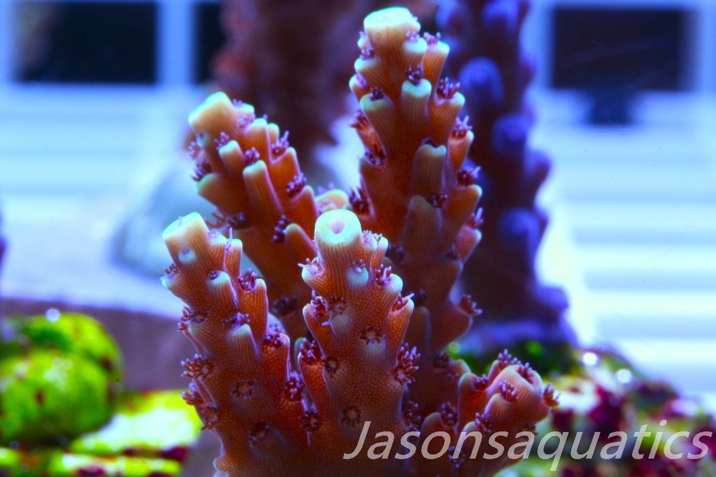 Acropora Pink Cadillac Frag A Acropora Pink Cadillac Frag A