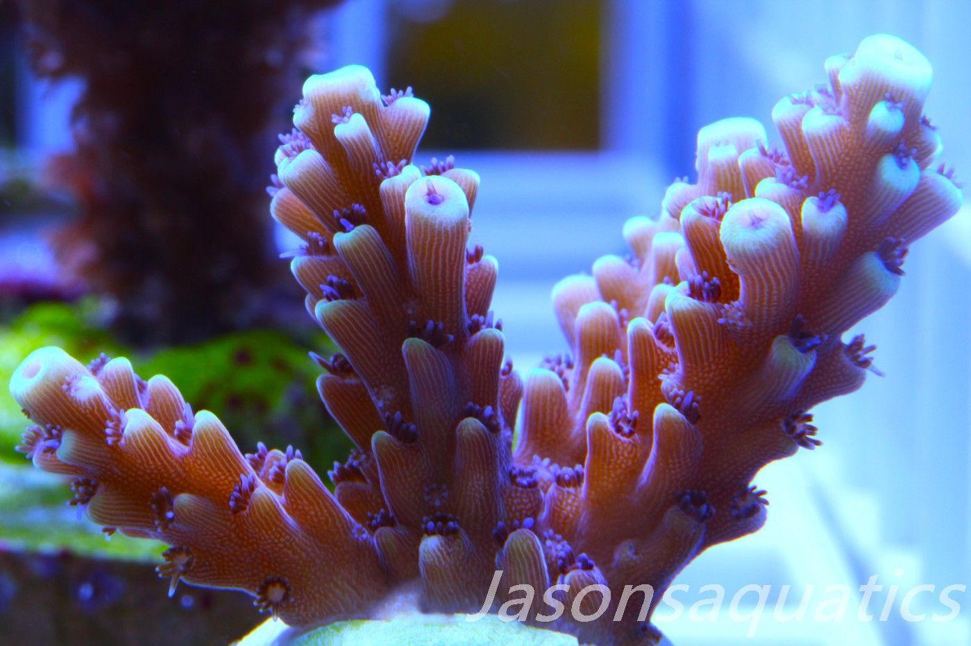 Acropora Pink Cadillac Frag A Acropora Pink Cadillac Frag A