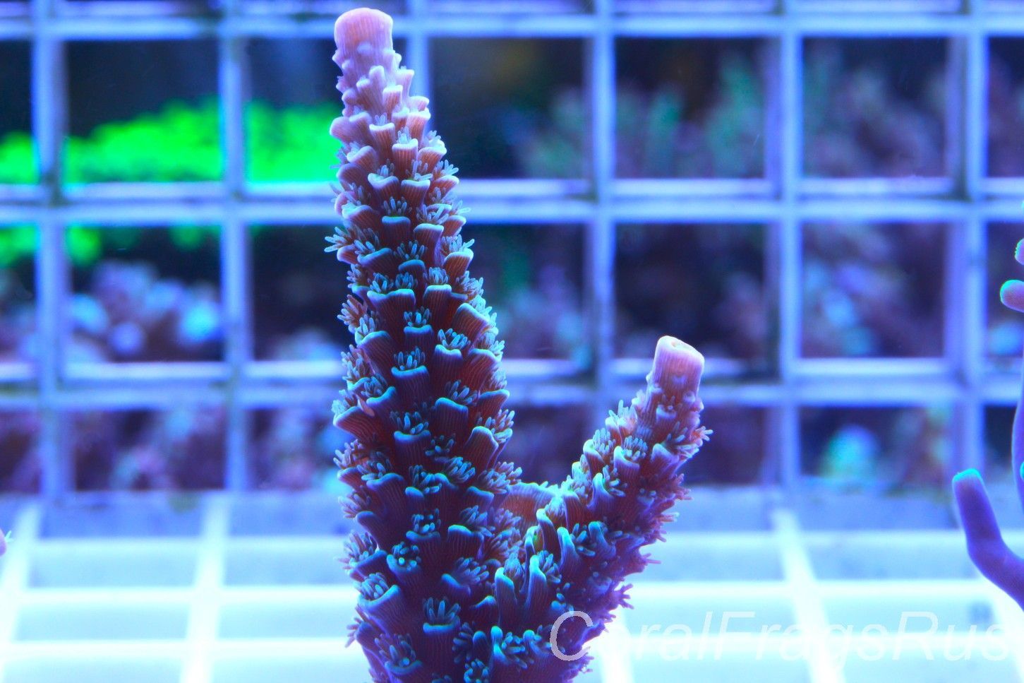 Acropora,Pink Tips with Dayglow Inner Coralites Acropora,Pink Tips with Dayglow Inner Coralites