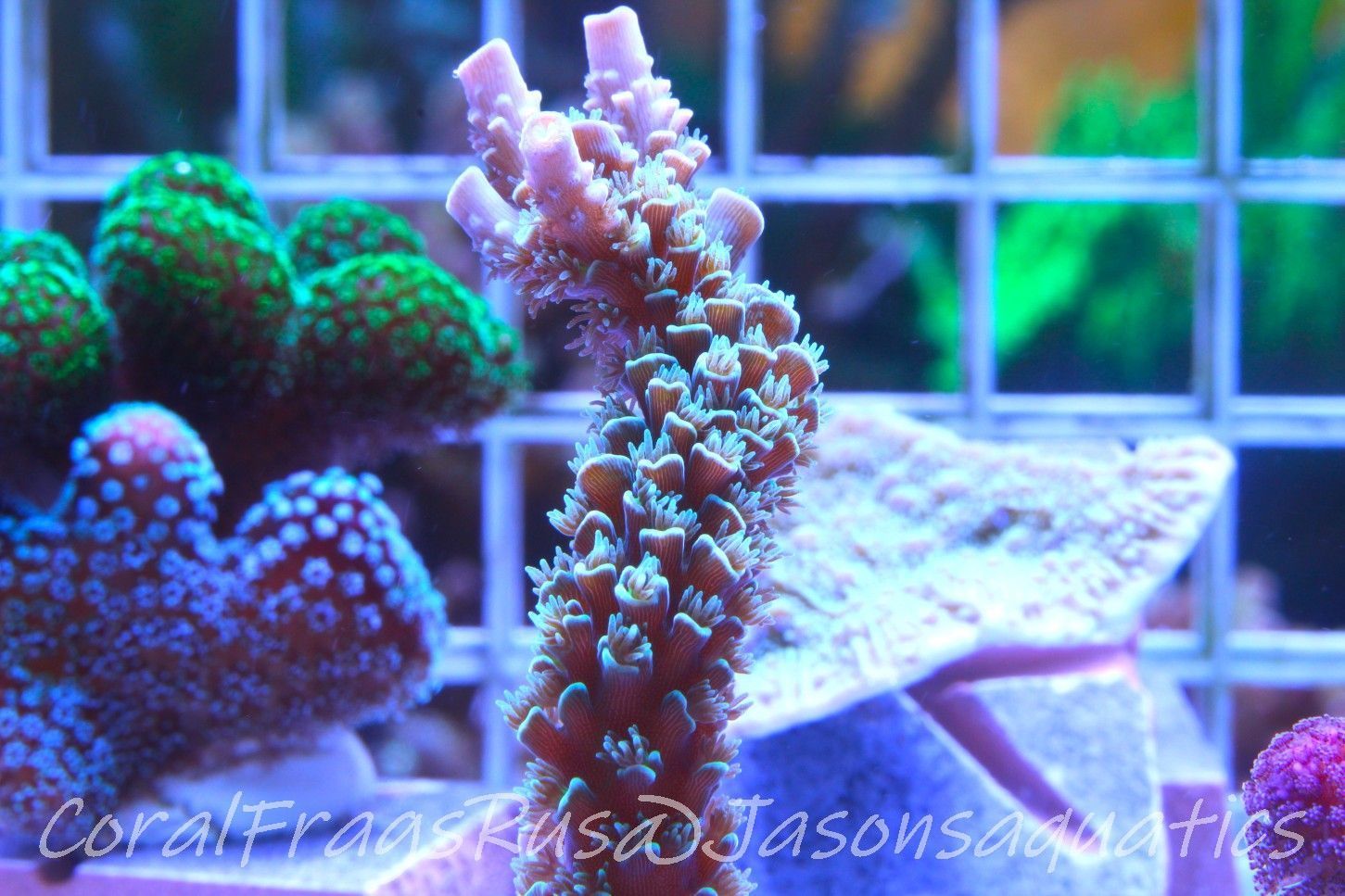 Acropora, Pink Tips with Dayglow Inner Coralites Frag A