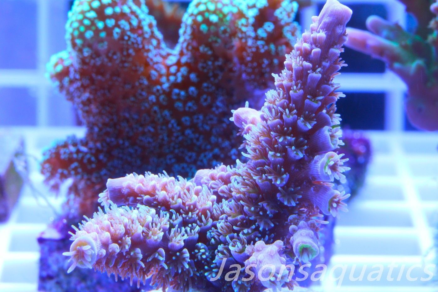Acropora, Pink Tips with Dayglow Inner Coralites Frag A Acropora, Pink Tips with Dayglow Inner Coralites Frag A