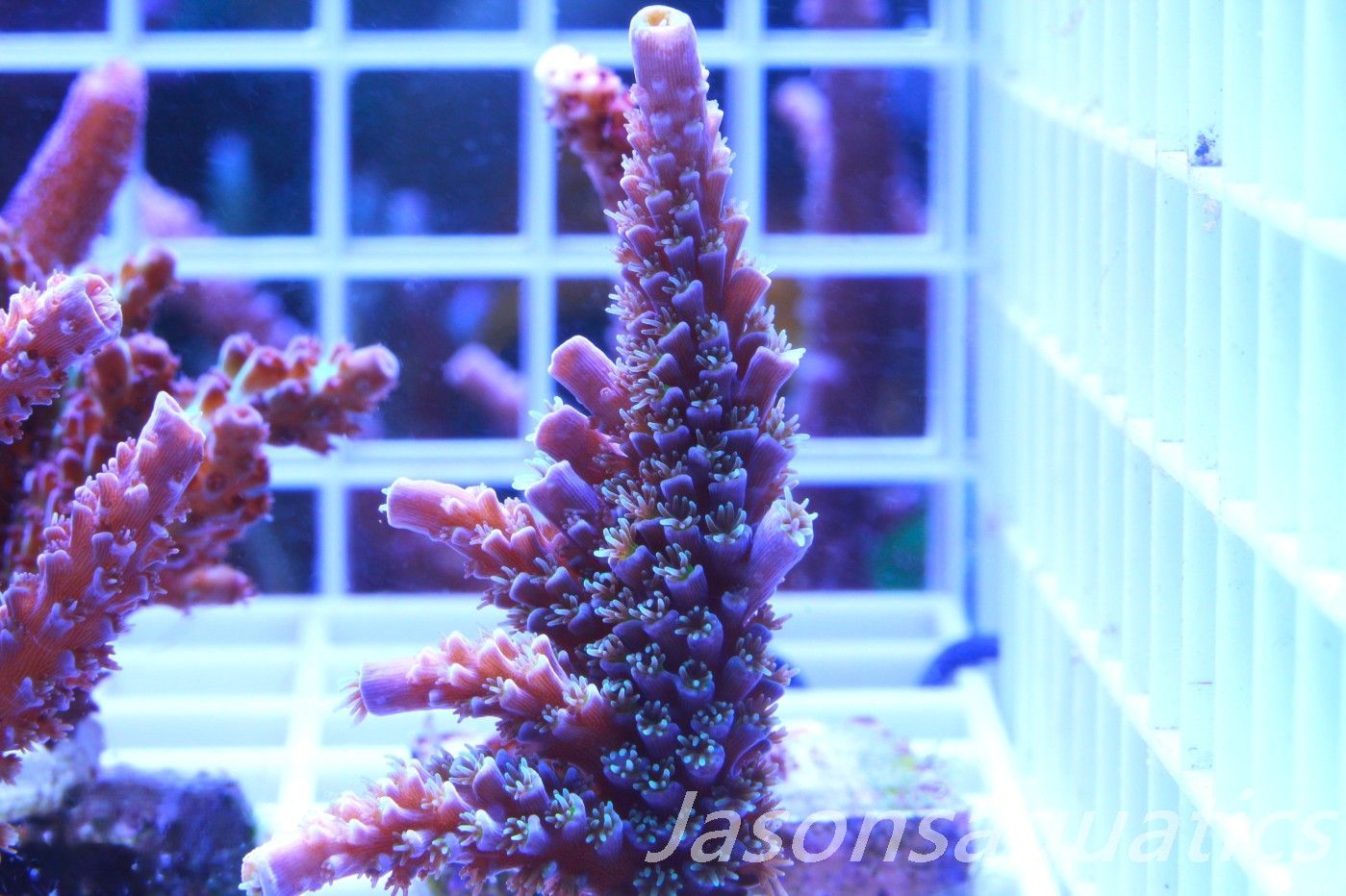 Acropora, JA Luigi Hoeksamai.Pink Tips with Dayglow Inner Corallites Frag A