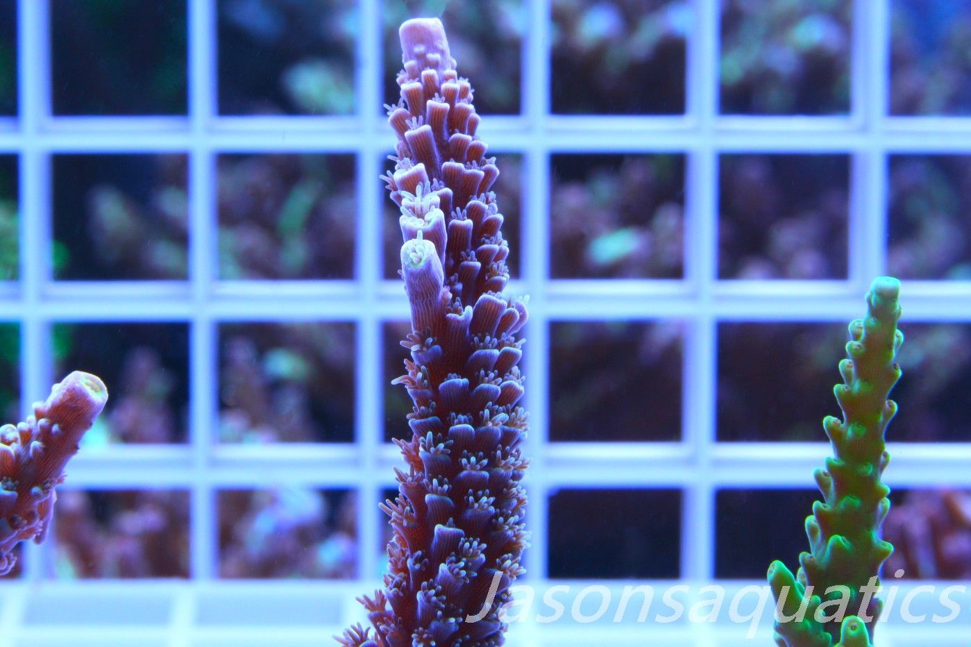 Acropora, JA Luigi Hoeksamai.Pink Tips with Dayglow Inner Corallites Frag A Acropora, JA Luigi Hoeksamai.Pink Tips with Dayglow Inner Corallites Frag A
