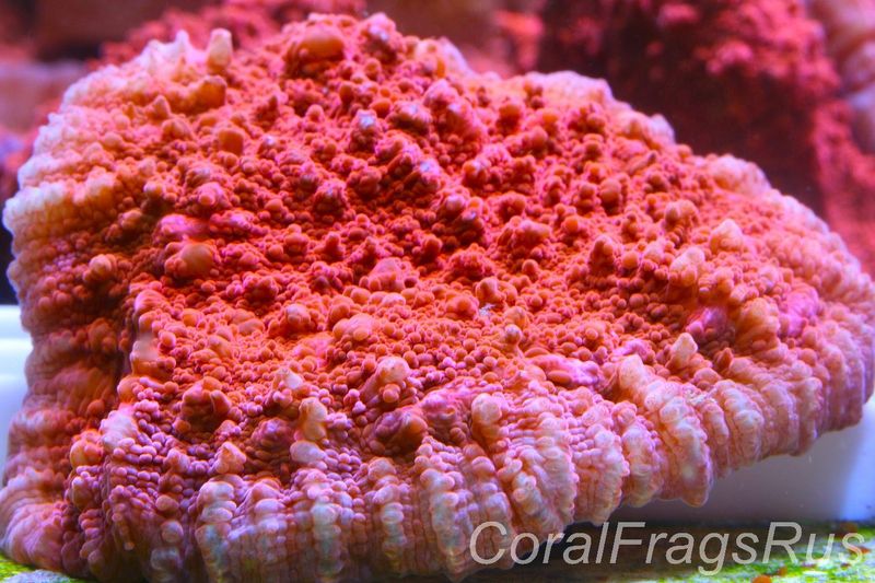 Echinophyllia ,Bright orange pink rim