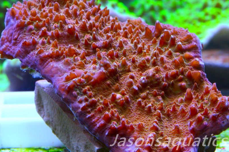 Echinophyllia, Bright Orange Pink Rim Frag A